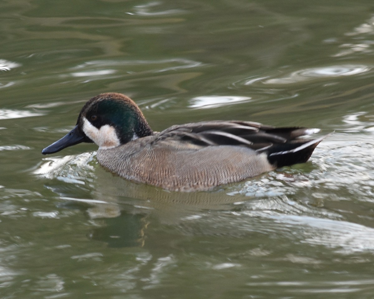 Green-winged Teal - ML620512655