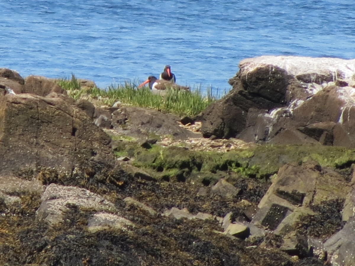 American Oystercatcher - ML620512658