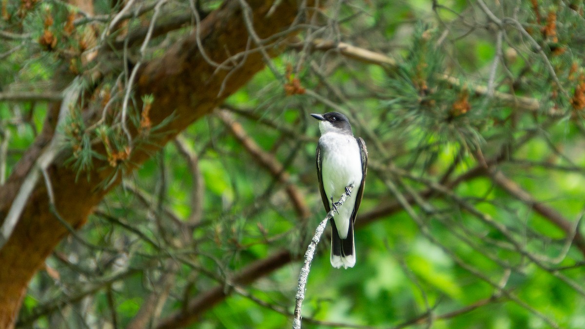 Eastern Kingbird - ML620512660