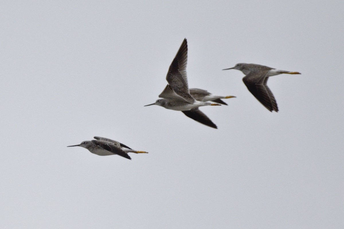 Greater Yellowlegs - ML620512661