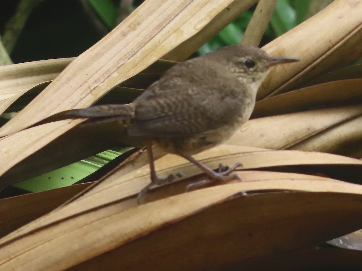 House Wren (Southern) - ML620512662