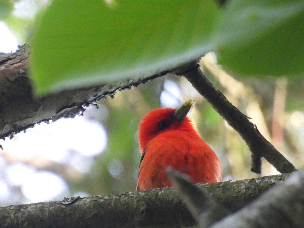 Scarlet Tanager - ML620512667