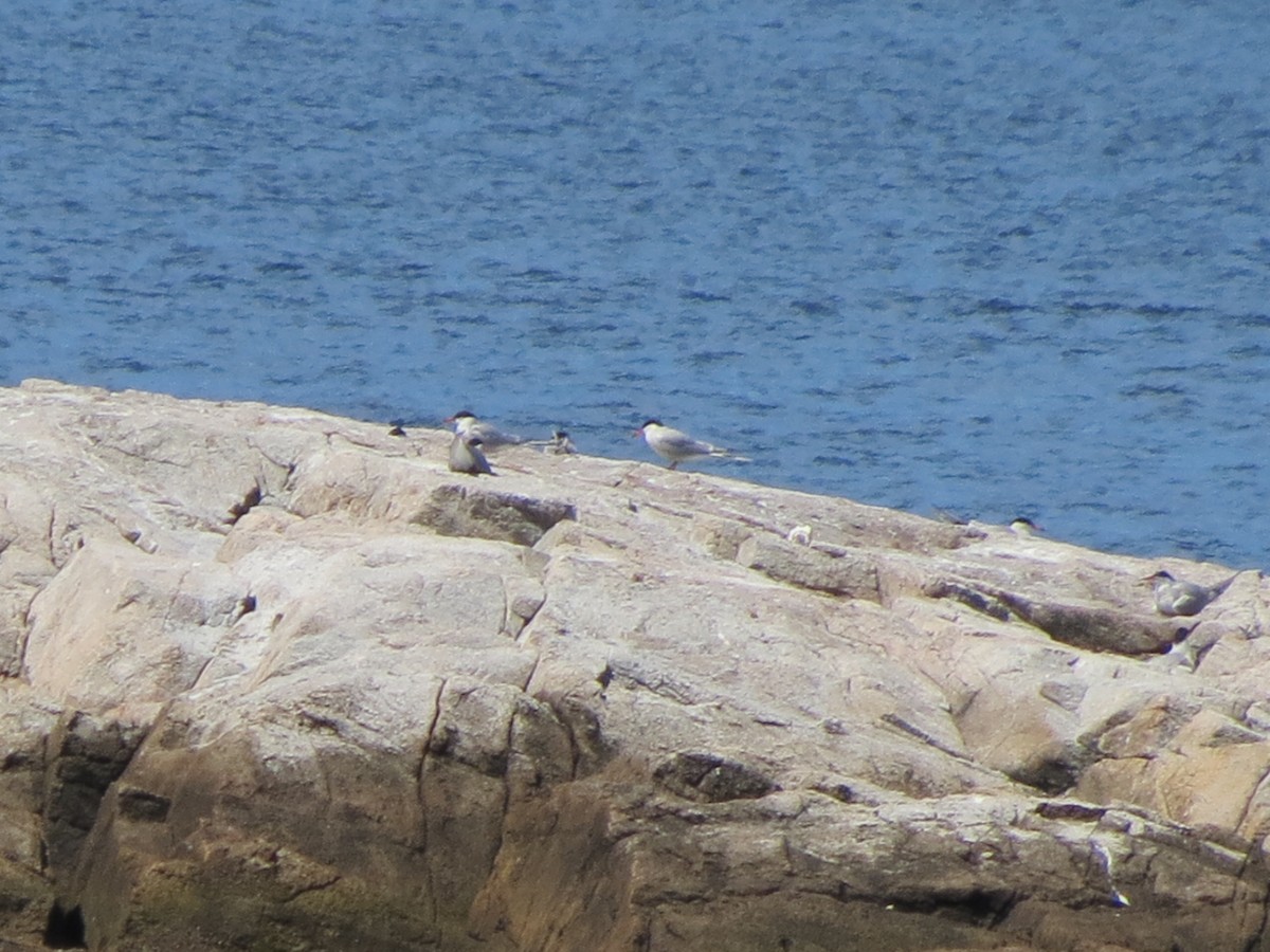 Common Tern - ML620512668