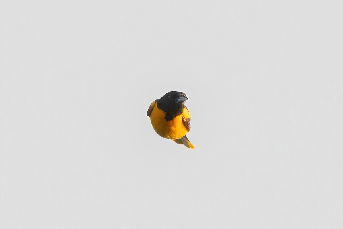 Baltimore Oriole - ML620512669