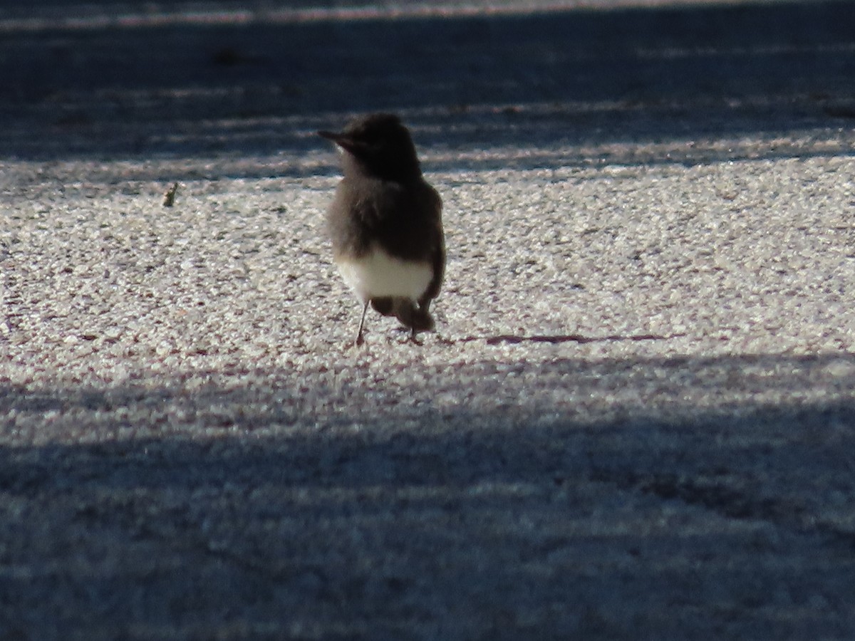 Black Phoebe - ML620512671