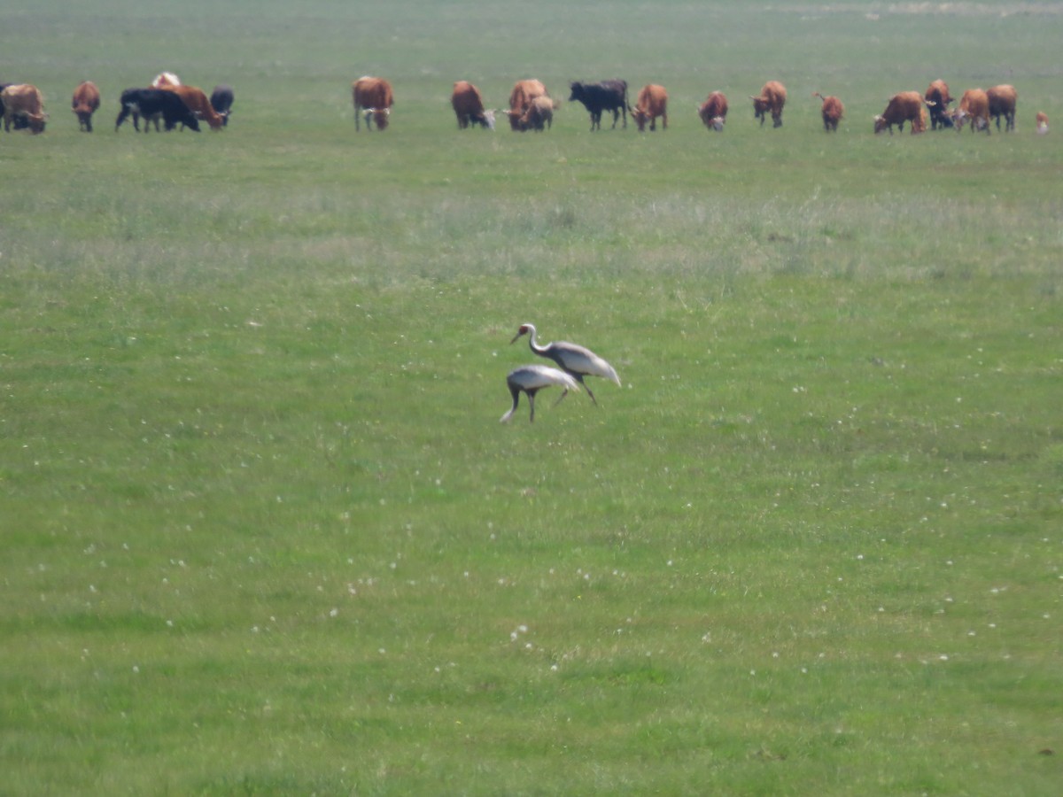 White-naped Crane - ML620512680