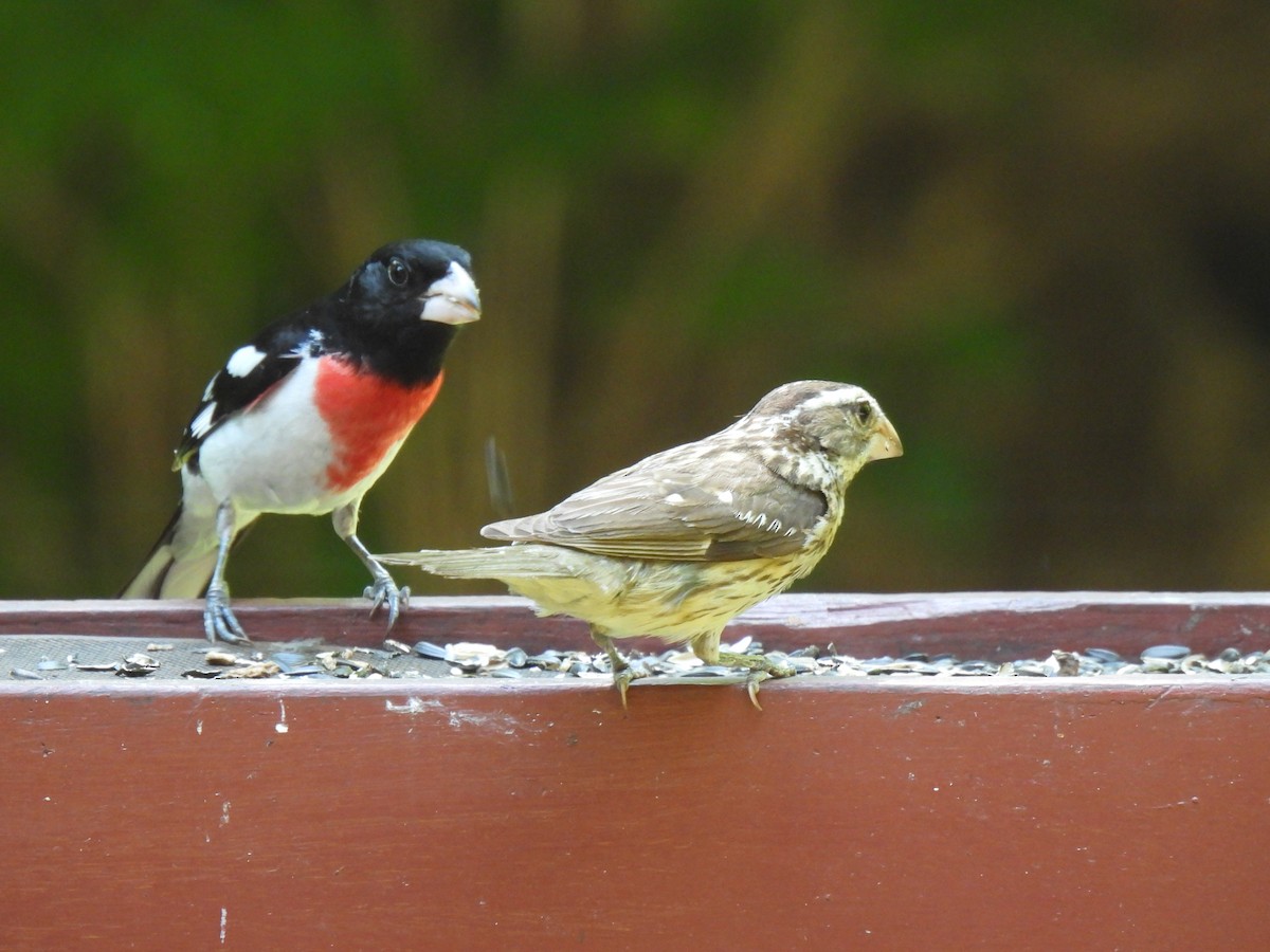 Rose-breasted Grosbeak - ML620512689