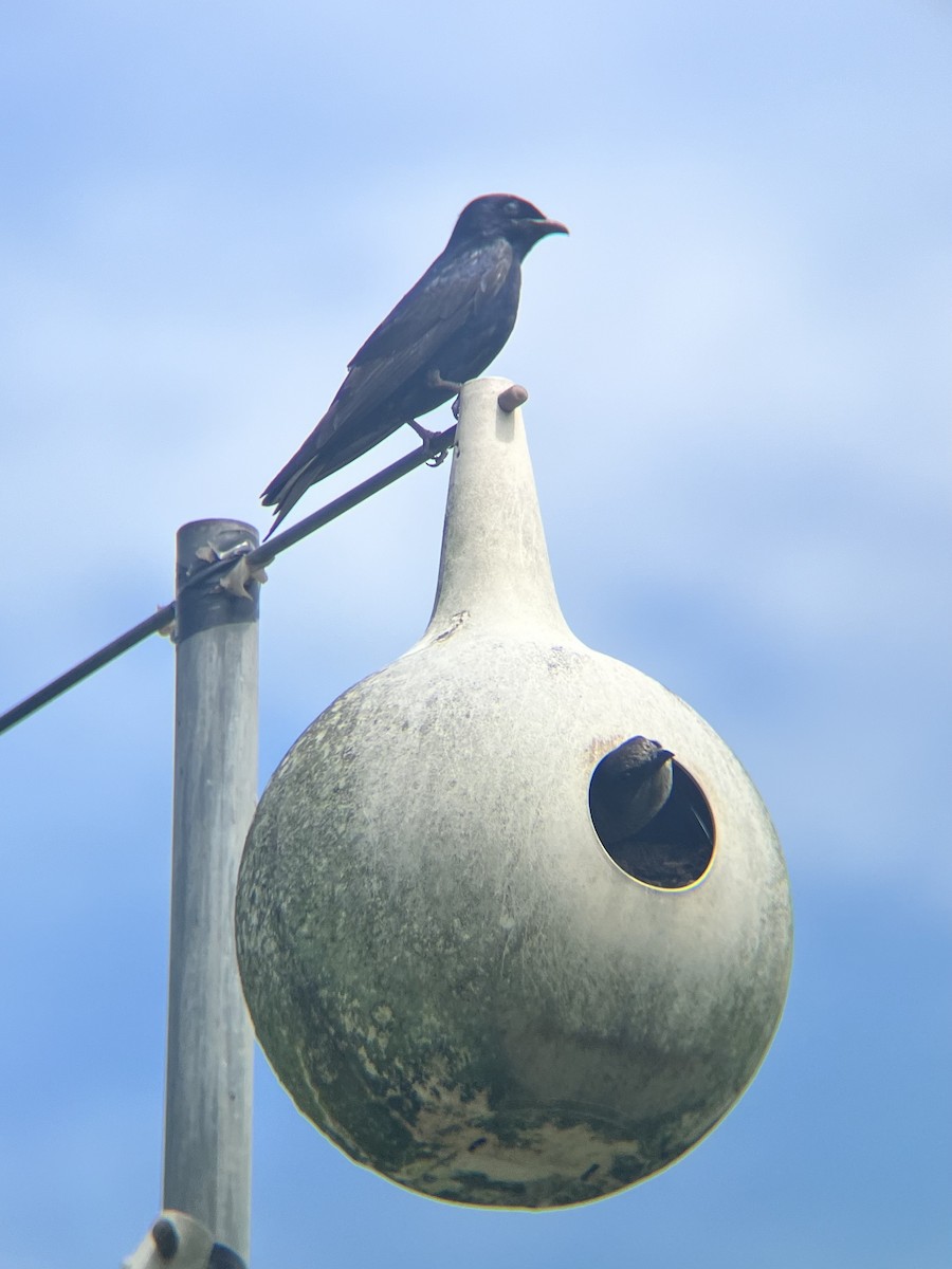 Purple Martin - ML620512691