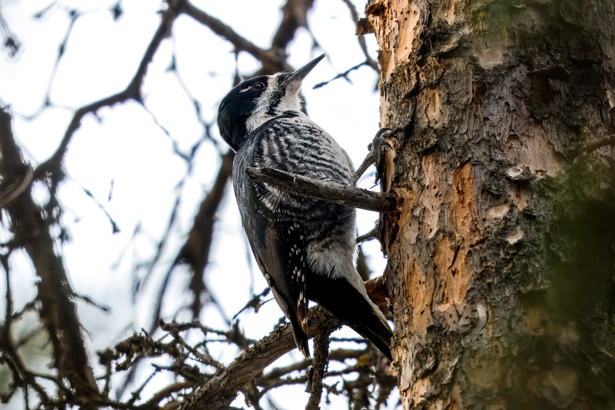 Black-backed Woodpecker - ML620512693