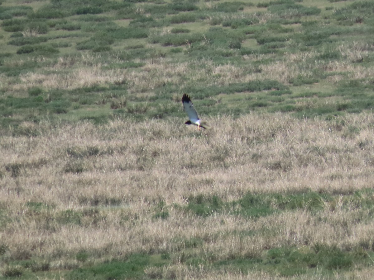 Eastern Marsh Harrier - ML620512696