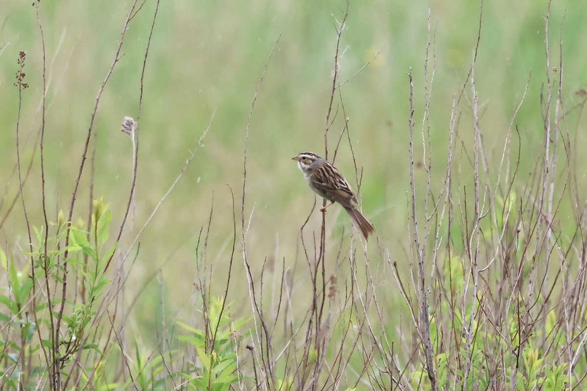 Clay-colored Sparrow - ML620512698