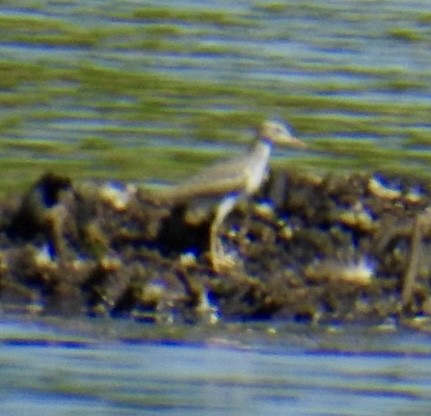 Spotted Sandpiper - ML620512699