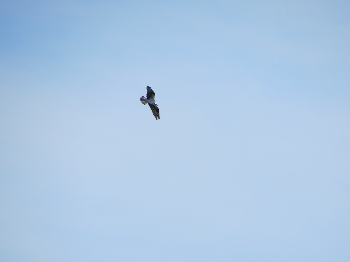 Águila Pescadora - ML620512700