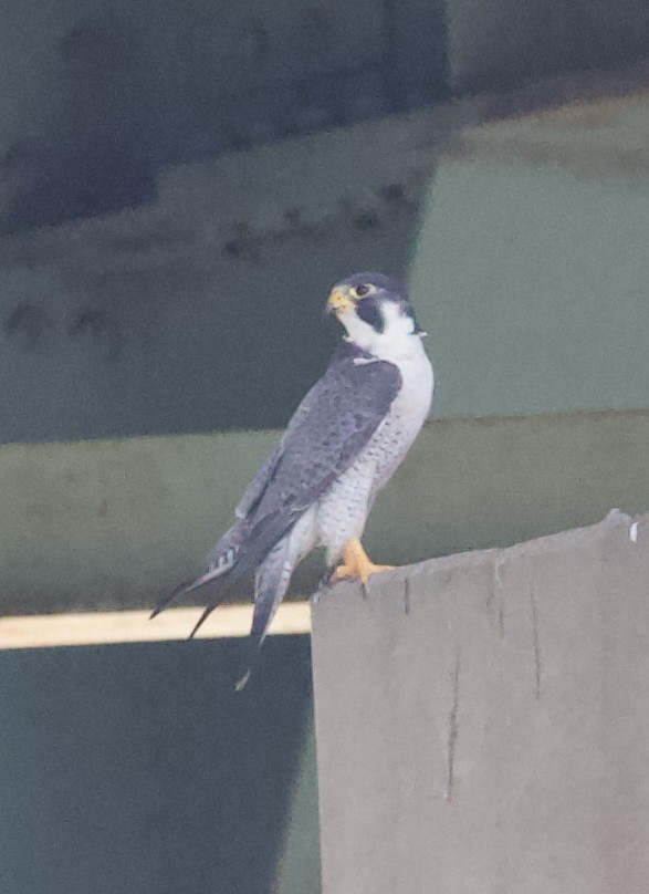 Peregrine Falcon - ML620512704