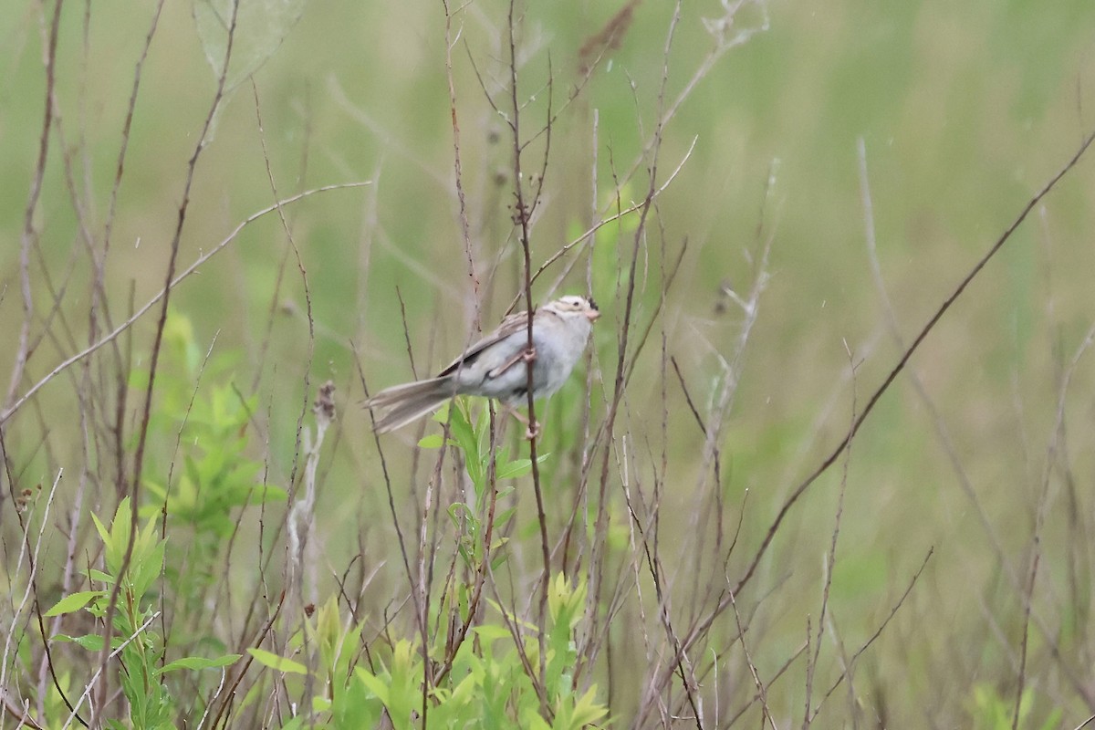Clay-colored Sparrow - ML620512706