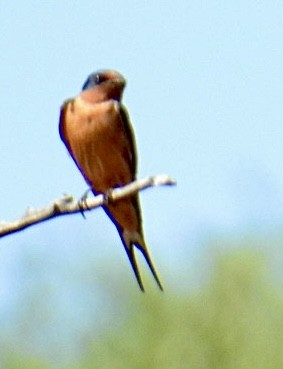 Barn Swallow (American) - ML620512708