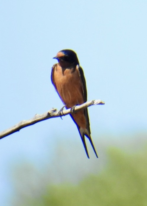 Barn Swallow (American) - ML620512709