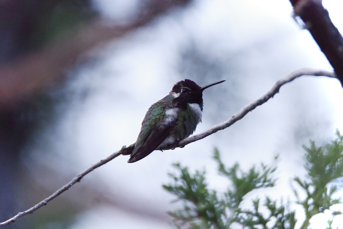 Colibrí de Costa - ML620512711