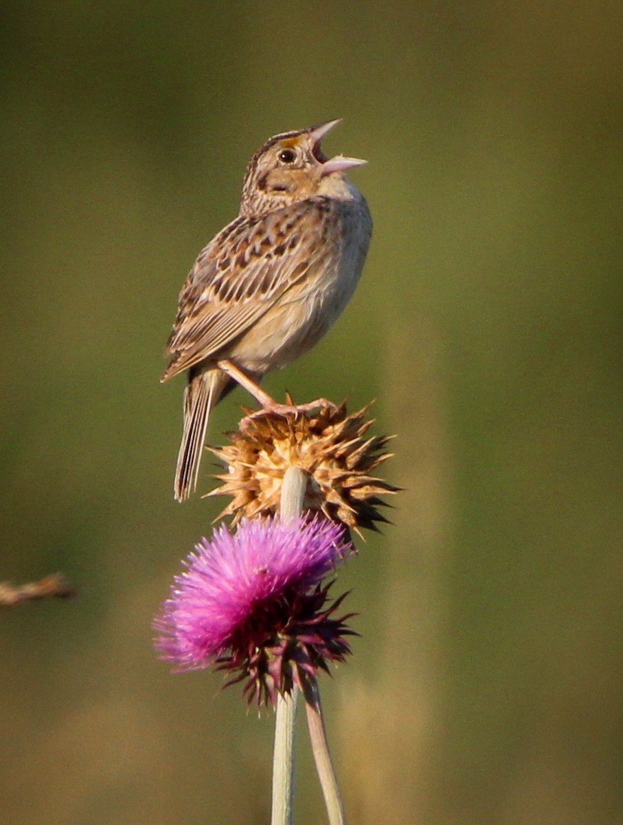 Grasshopper Sparrow - ML620512715