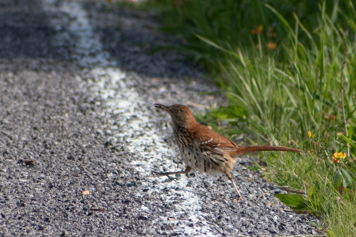 Brown Thrasher - ML620512717