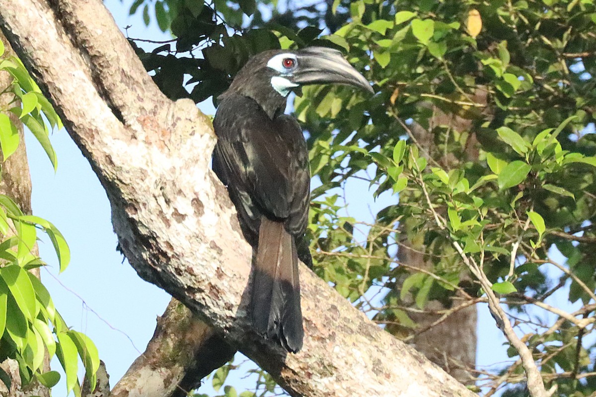 Bushy-crested Hornbill - ML620512721