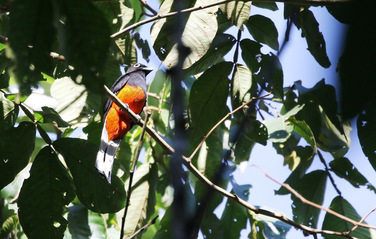 trogon kostarický - ML620512724