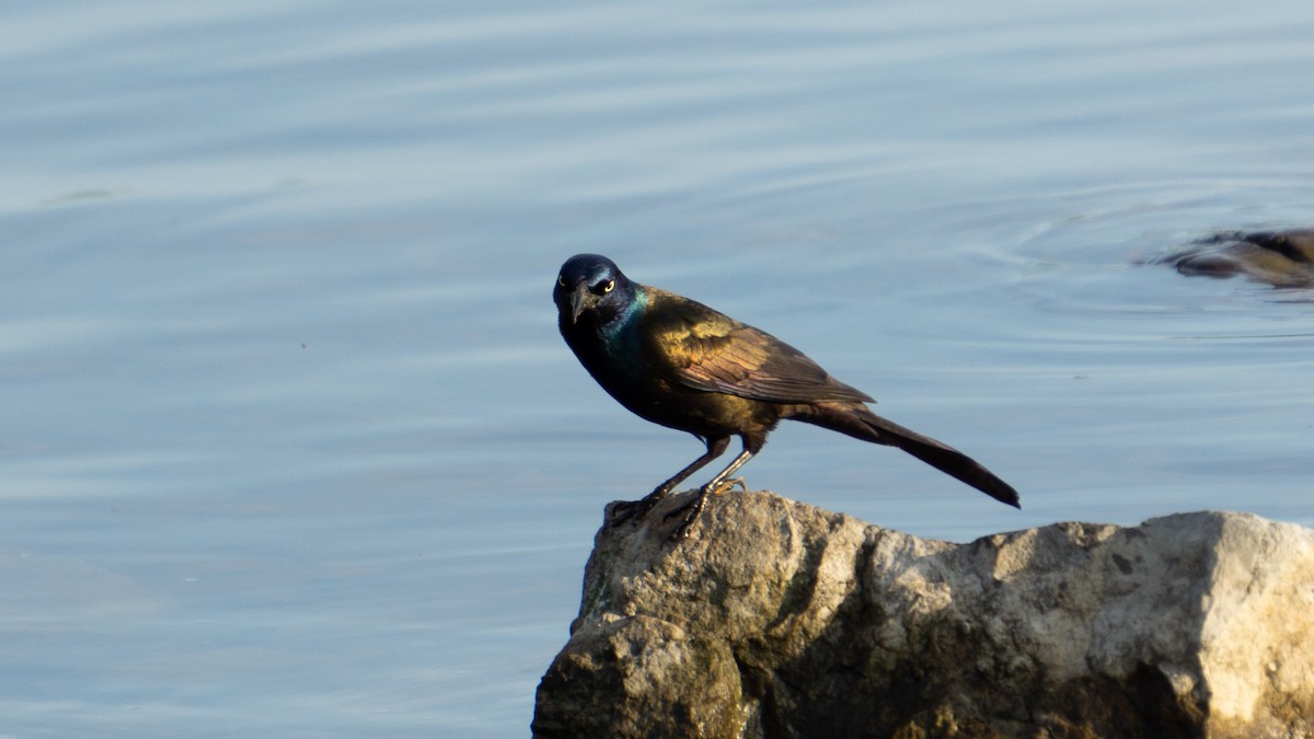 Common Grackle - ML620512725