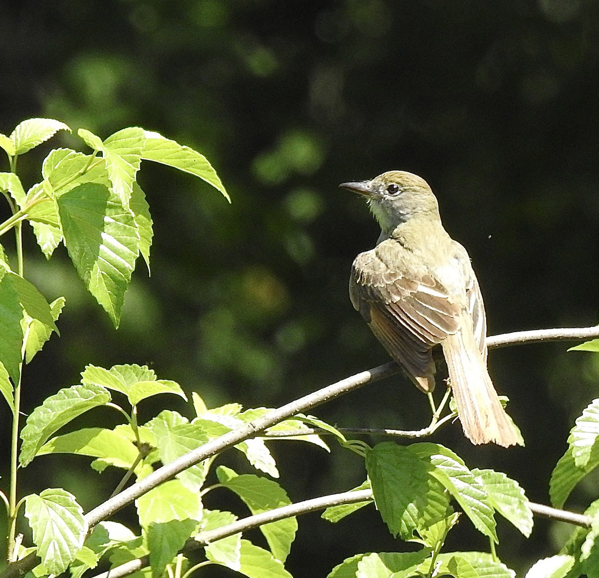 Great Crested Flycatcher - ML620512727