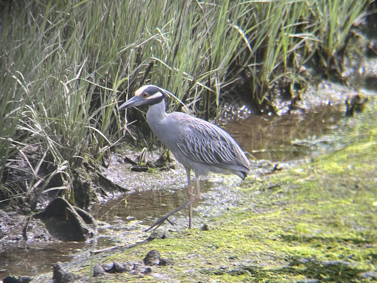 Yellow-crowned Night Heron - ML620512731