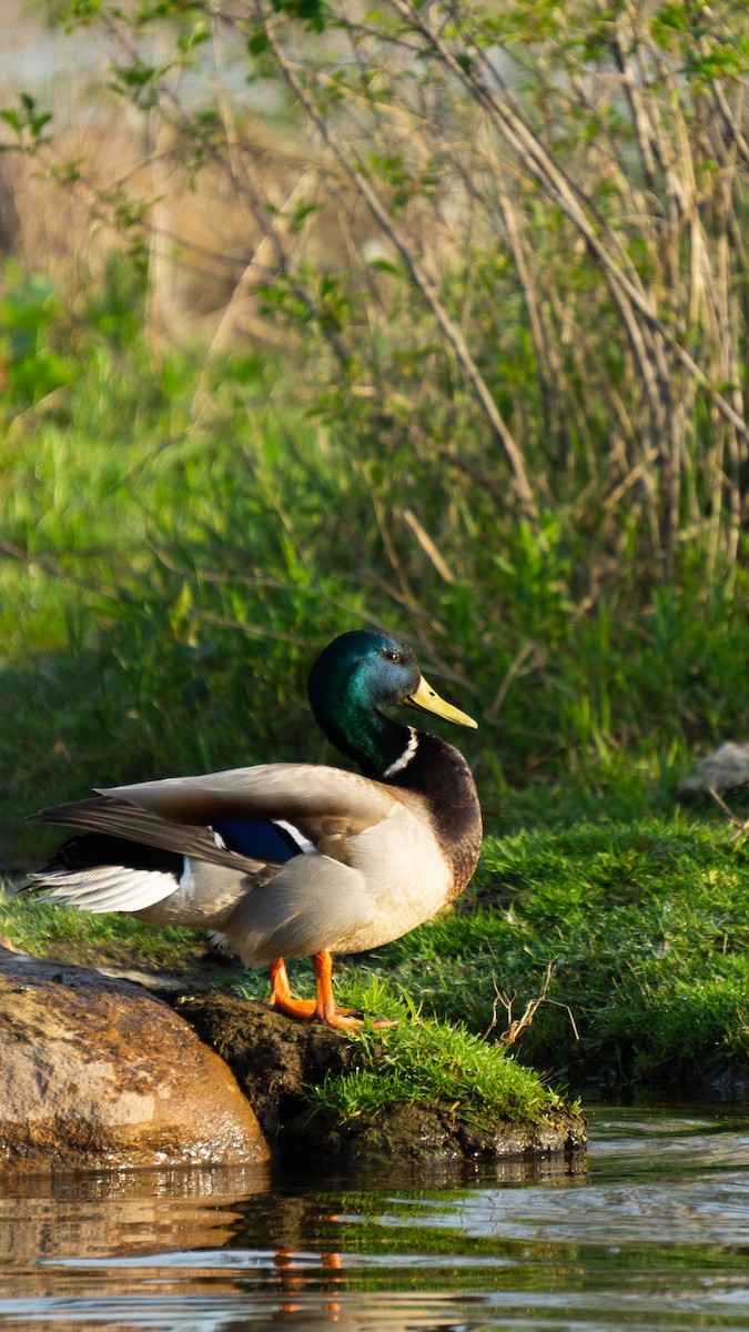 Mallard - ML620512732