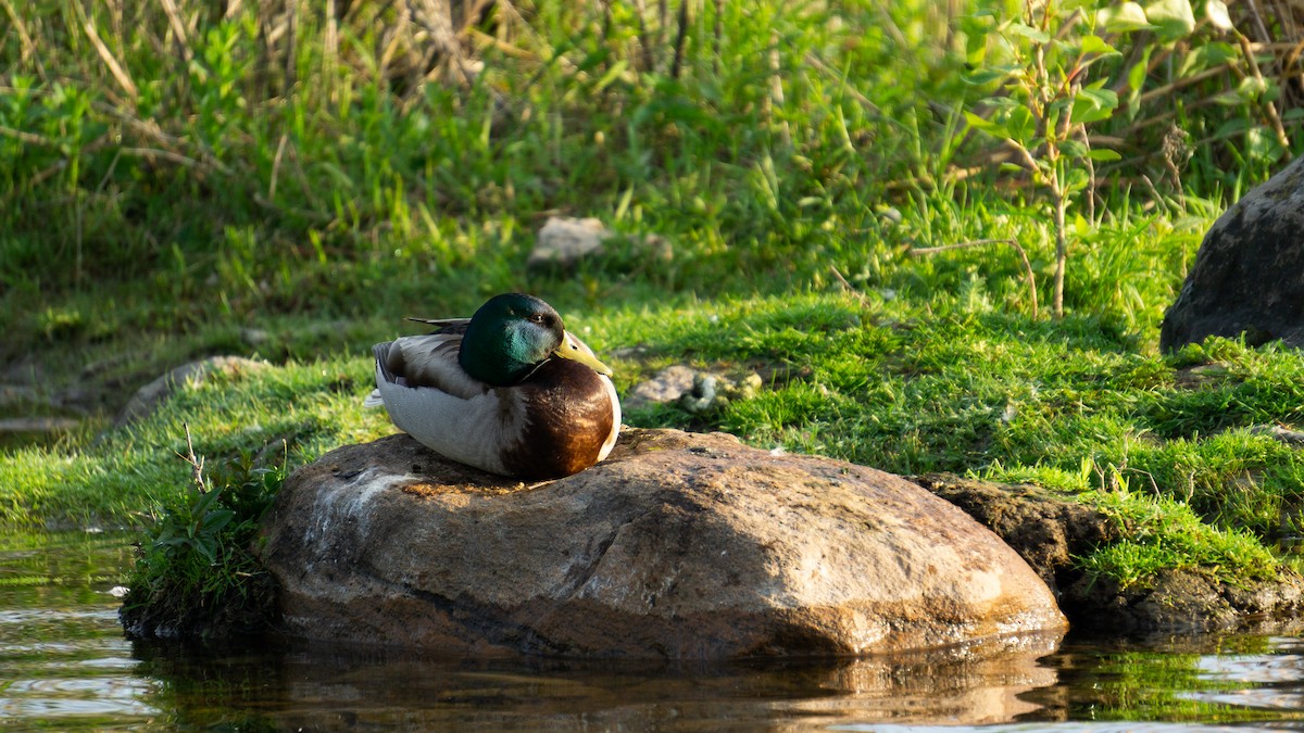 Canard colvert - ML620512733