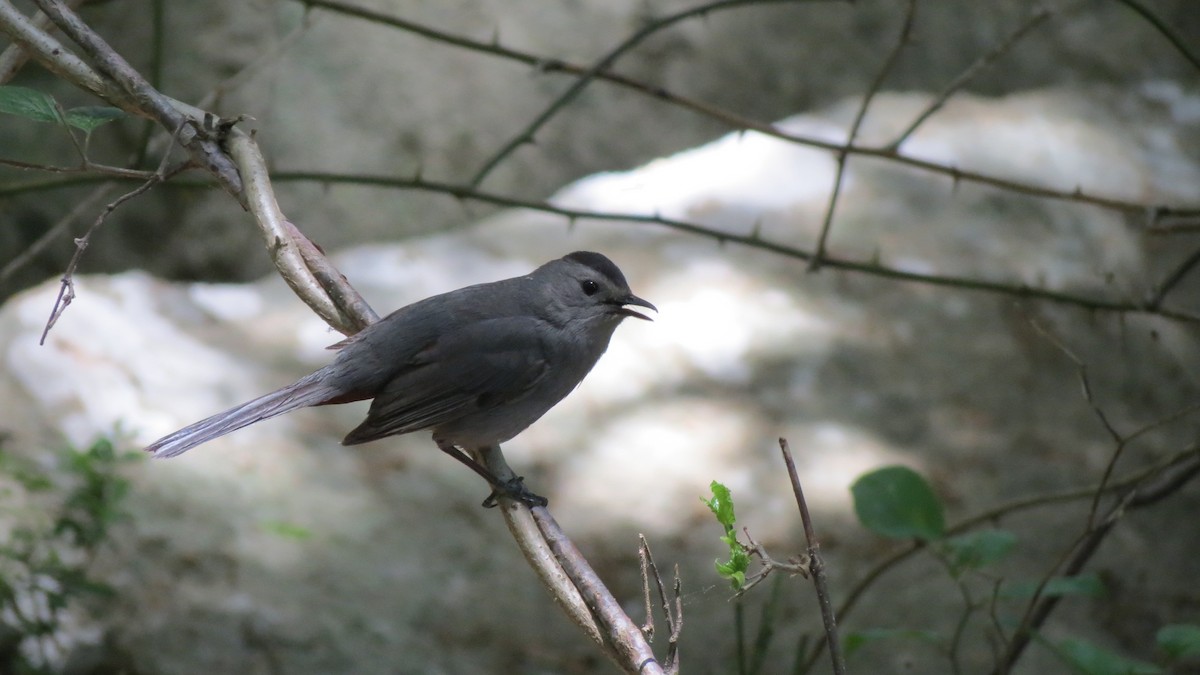 Gray Catbird - ML620512745