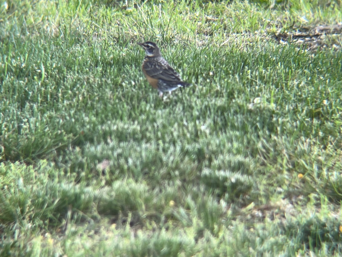 American Robin - ML620512759