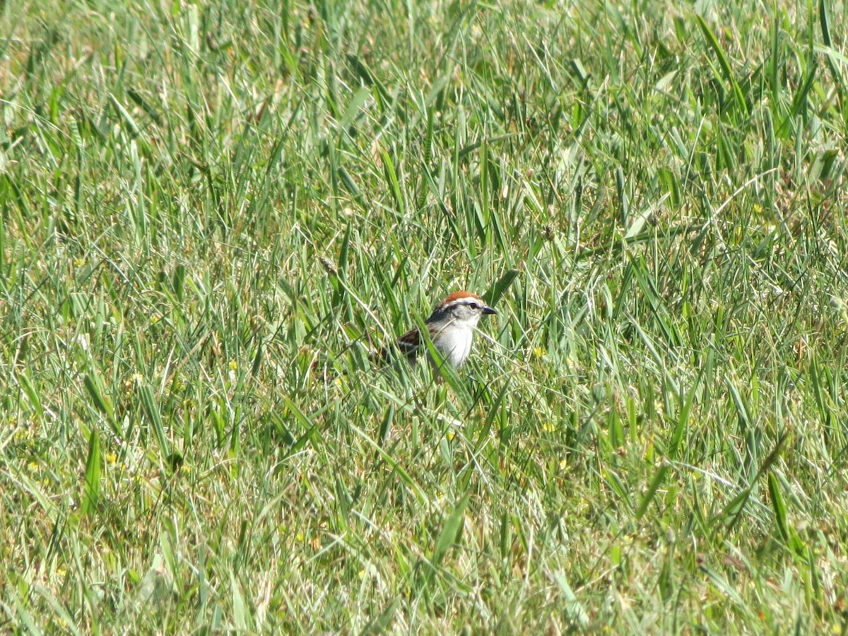 Chipping Sparrow - ML620512761