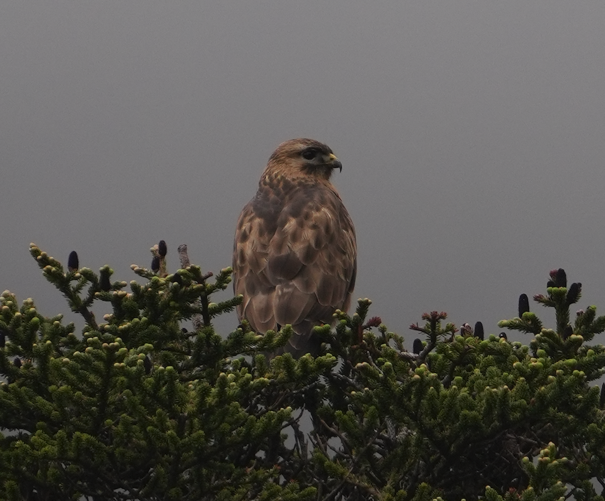 Himalayan Buzzard - ML620512765