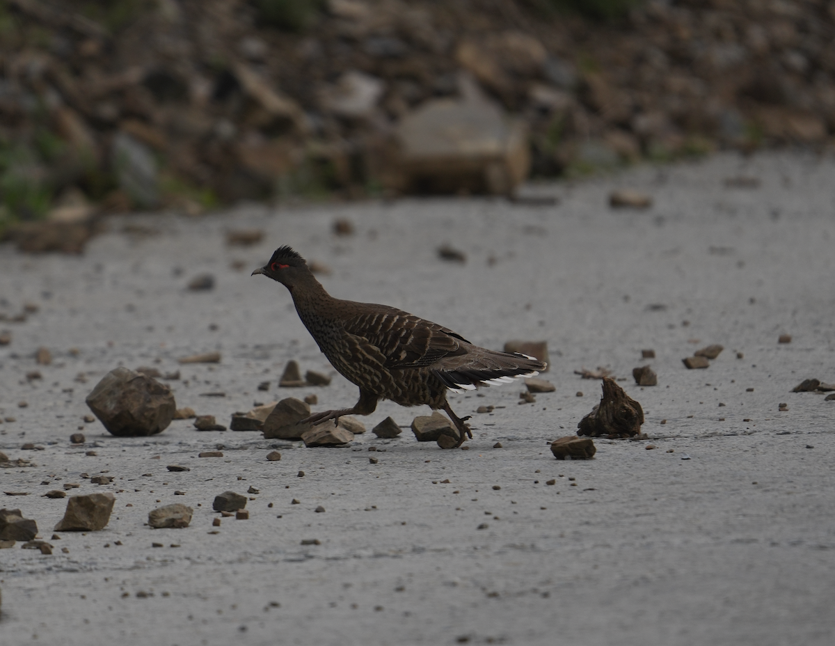 Chestnut-throated Monal-Partridge - ML620512768