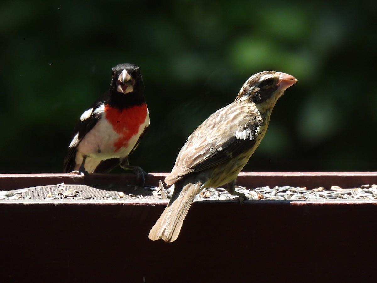 Rose-breasted Grosbeak - ML620512771