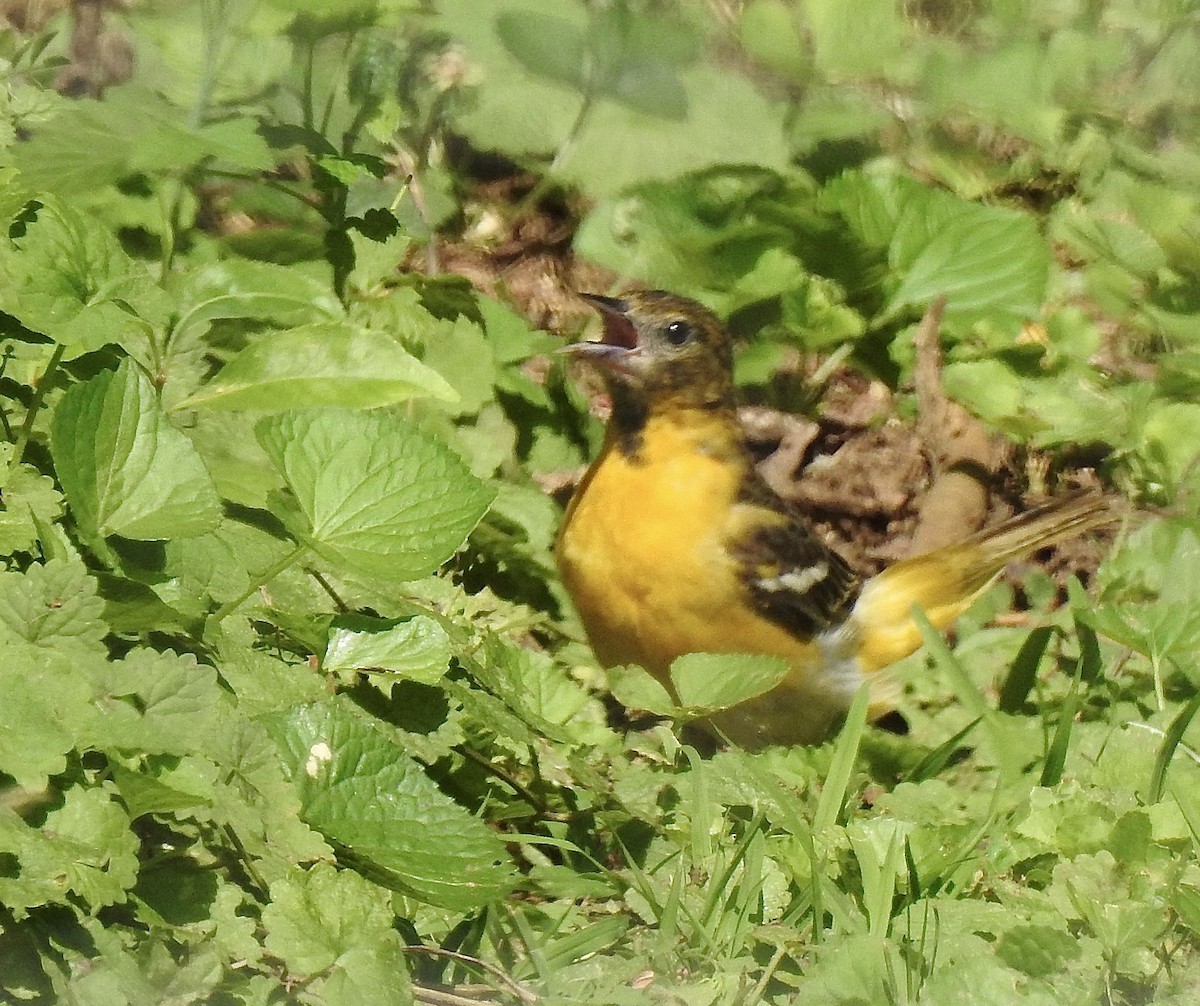 Baltimore Oriole - ML620512772