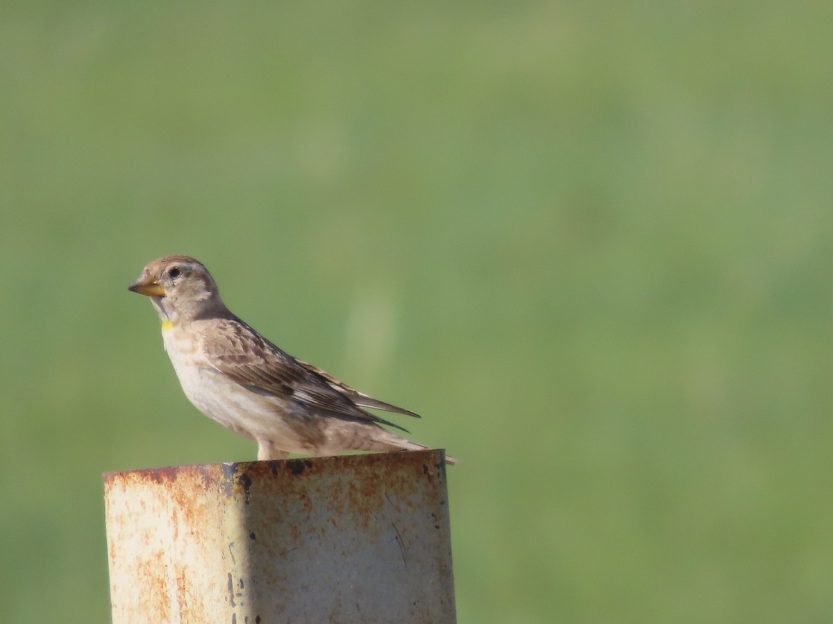 Rock Sparrow - ML620512773