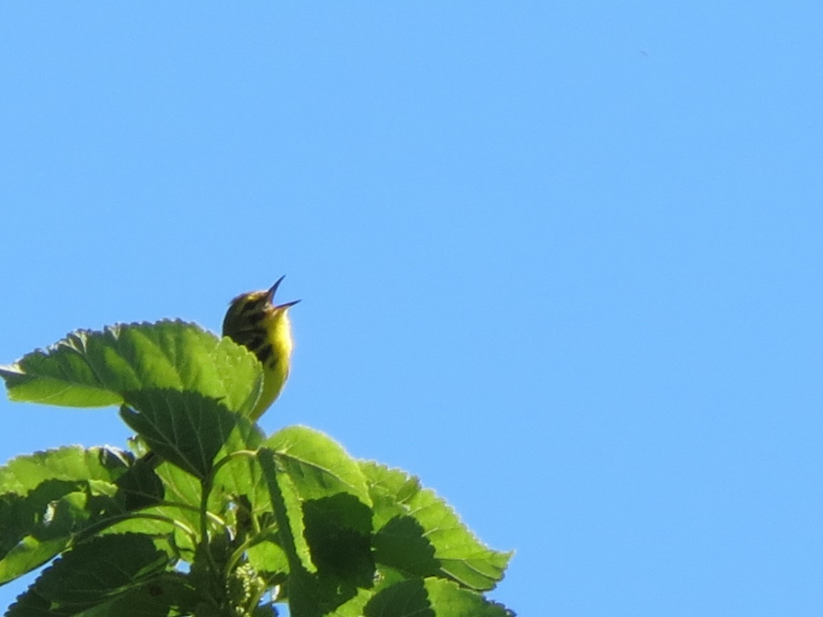 Prairie Warbler - ML620512775