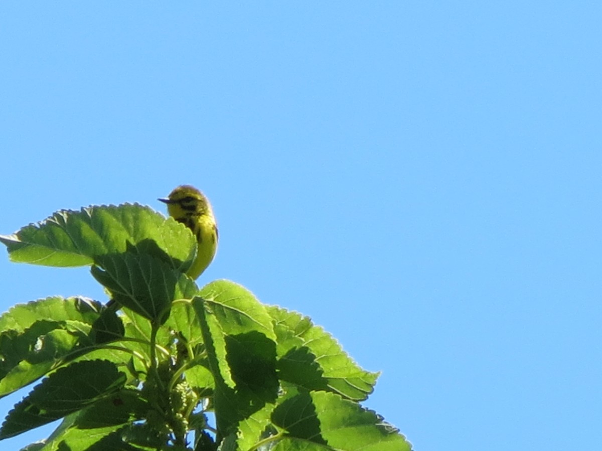 Prairie Warbler - ML620512781