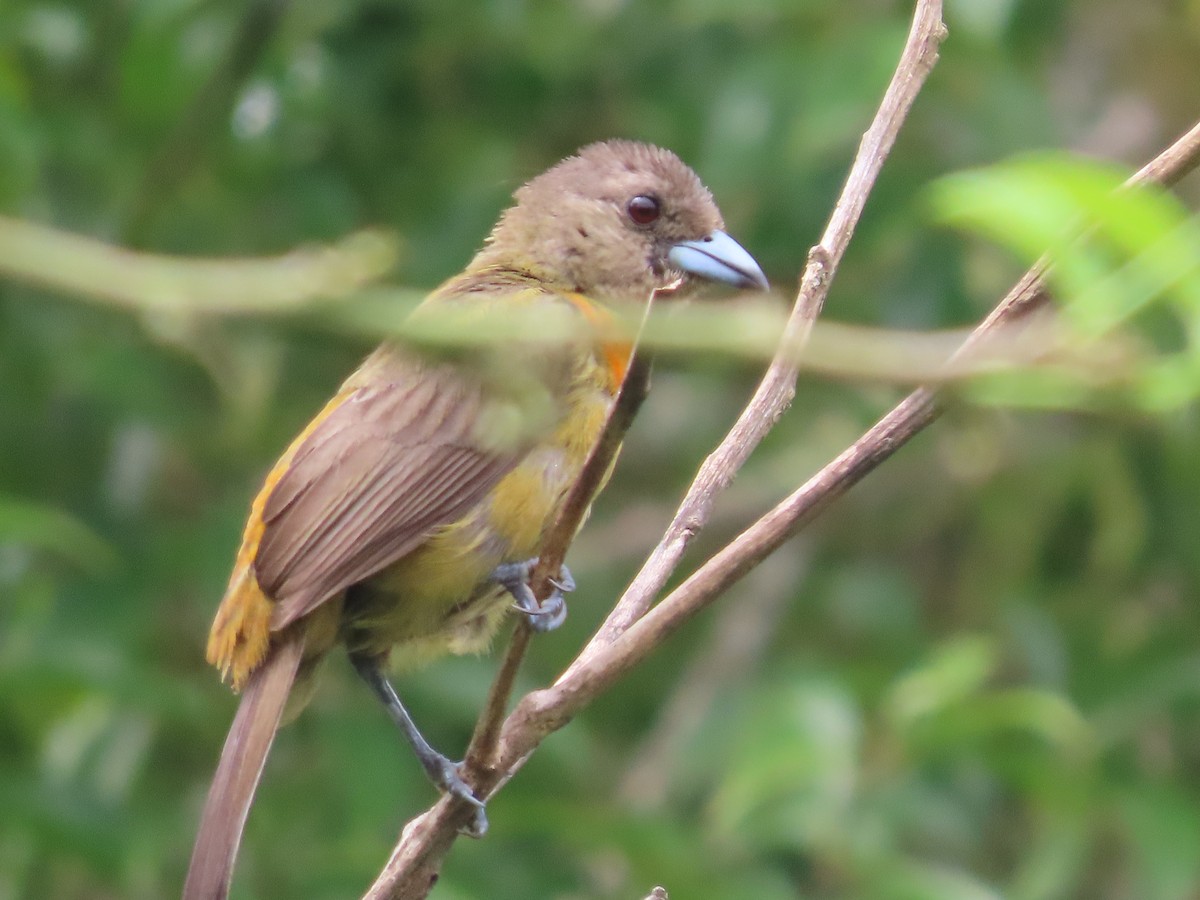 Tangara Terciopelo (costaricensis) - ML620512790