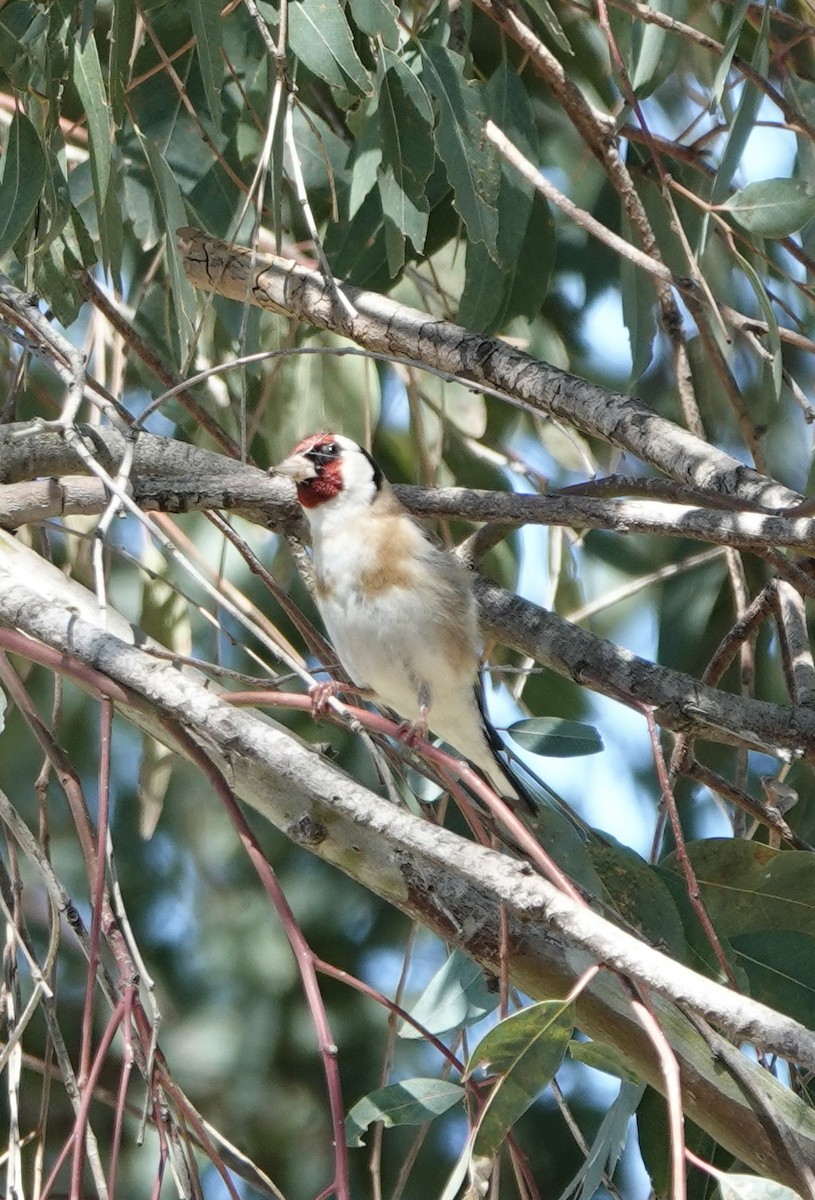 European Goldfinch - ML620512796