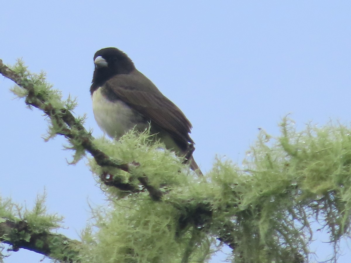 Yellow-bellied Seedeater - ML620512799