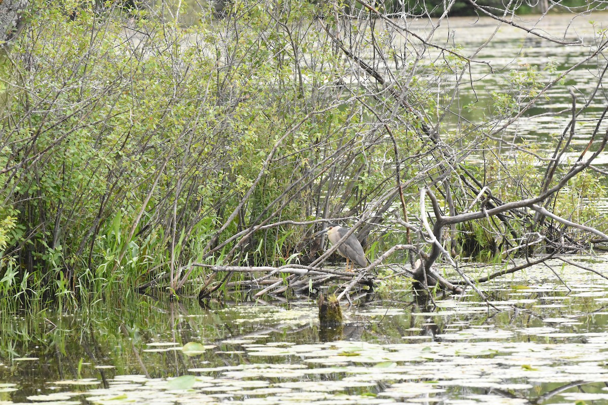 Black-crowned Night Heron - ML620512802