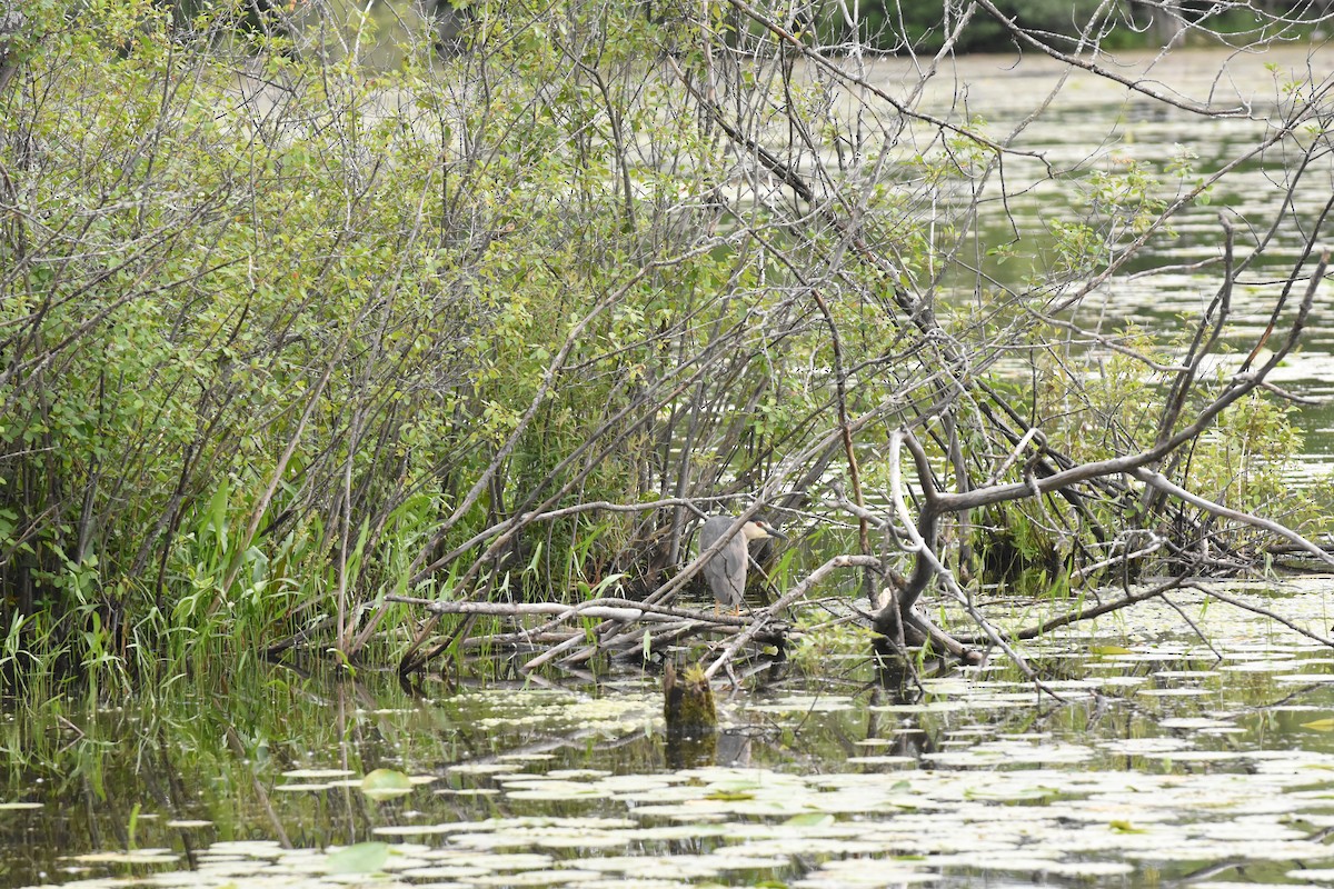 Black-crowned Night Heron - ML620512803