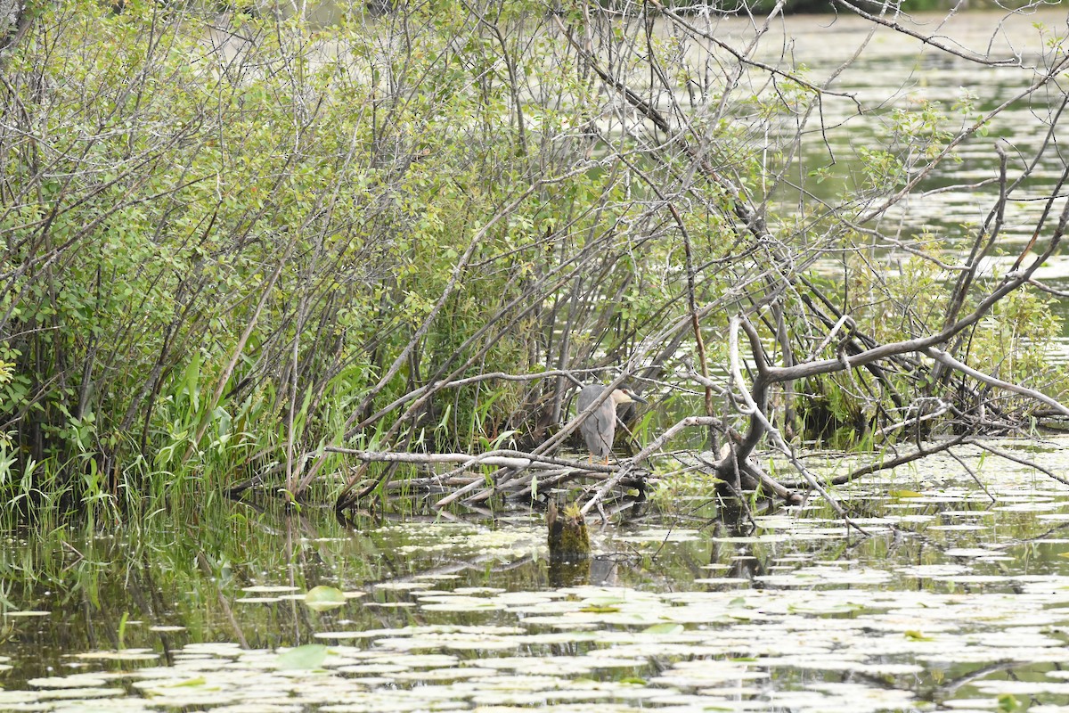 Black-crowned Night Heron - ML620512804