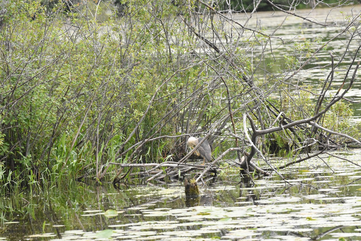 Black-crowned Night Heron - ML620512805