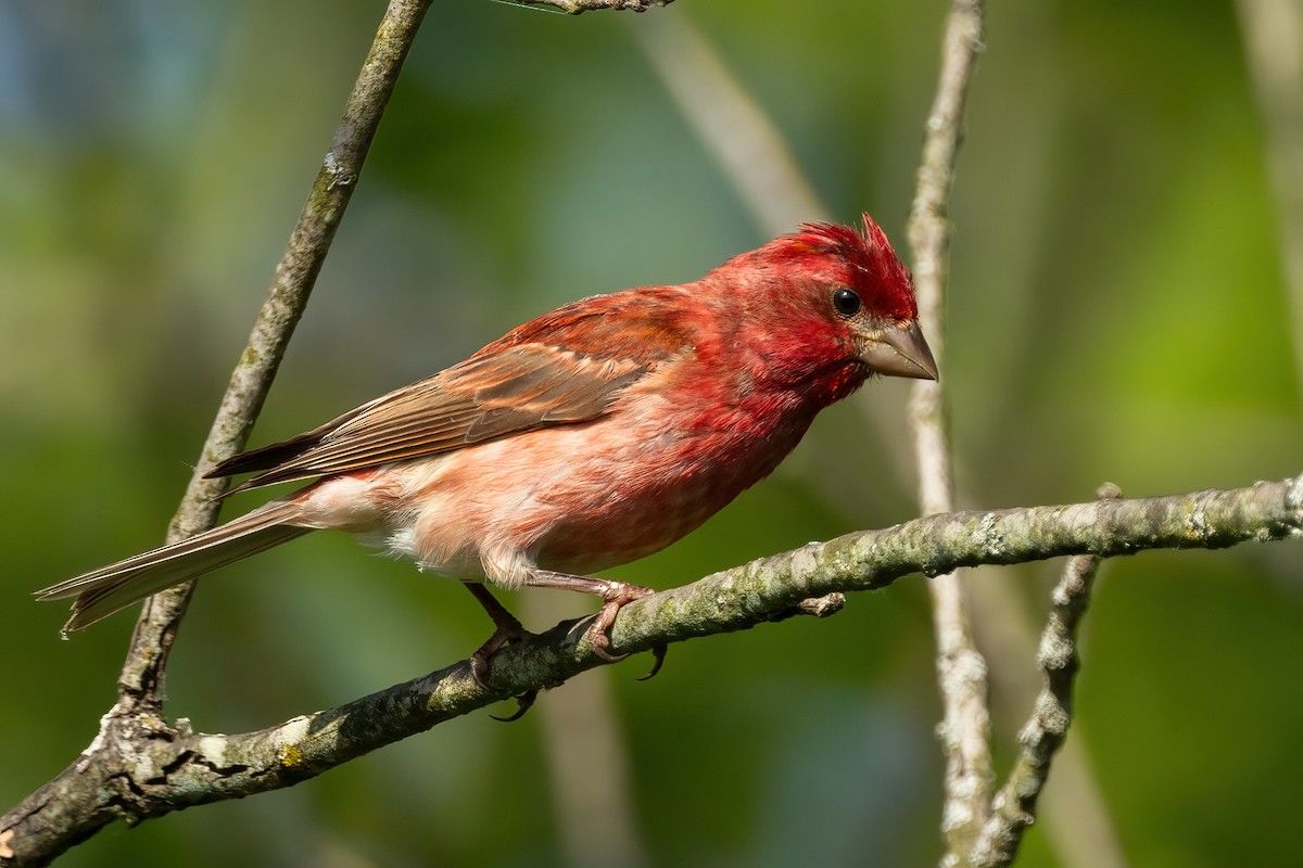 Purple Finch - ML620512807