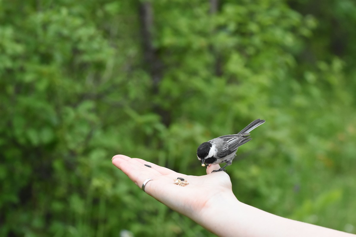 Black-capped Chickadee - ML620512811